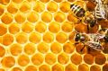 Μελισσοκομικά προιόντα
